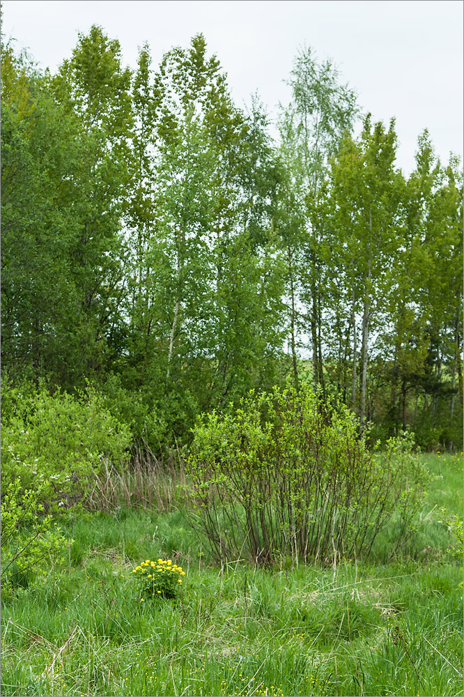 Истоки Шингарки, image of landscape/habitat.