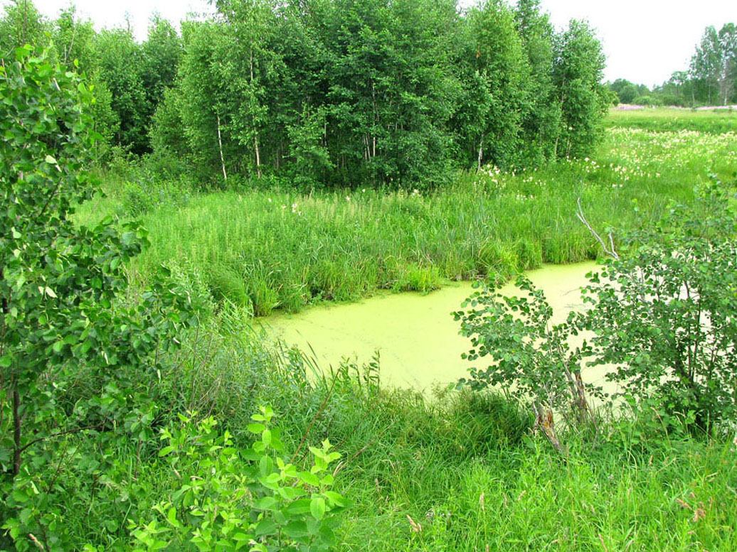 Долина Кисьмы, image of landscape/habitat.