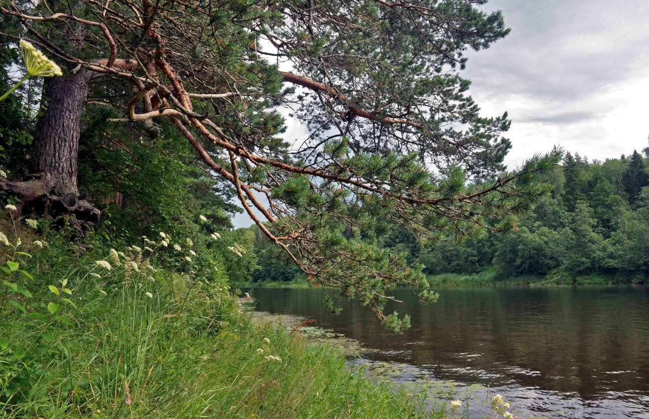 Долина реки Медведица, image of landscape/habitat.