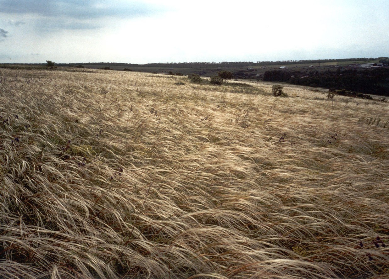 Хомутовская степь, изображение ландшафта.