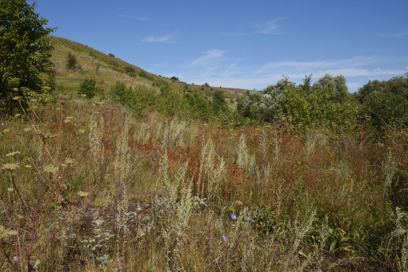 Осиновский лес, image of landscape/habitat.