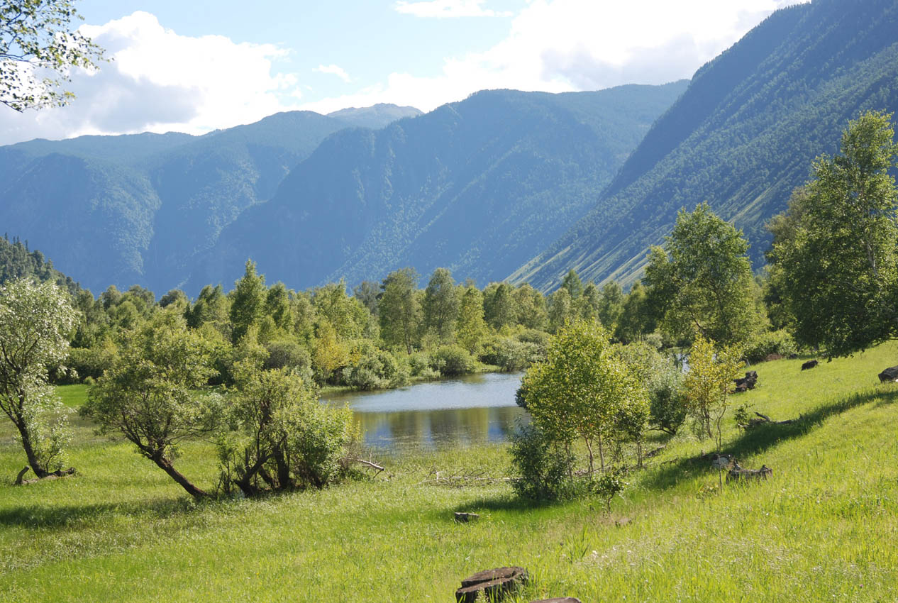 Телецкое озеро (южный берег), image of landscape/habitat.