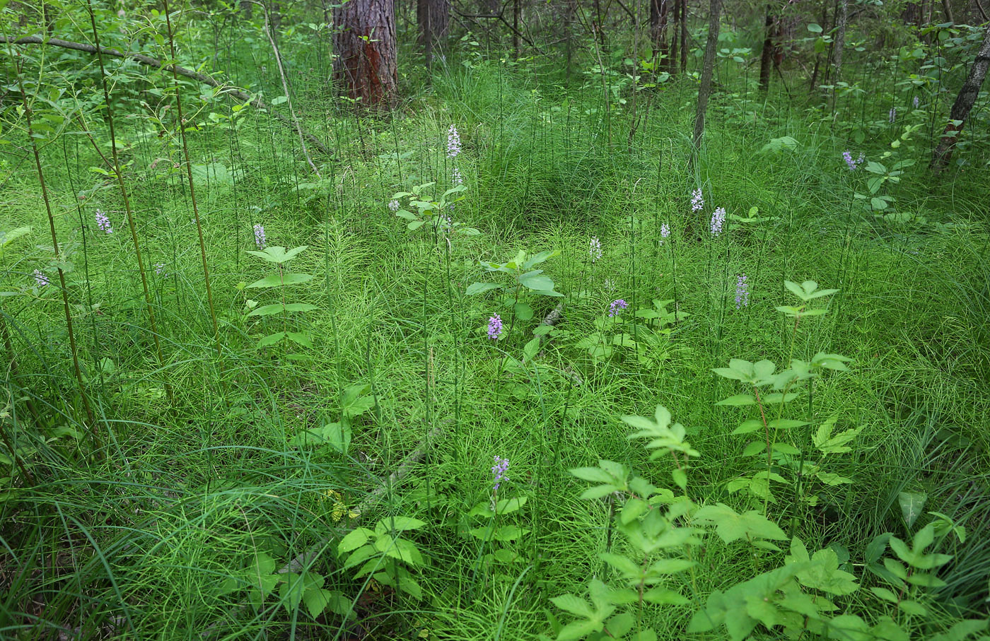 Закамск, image of landscape/habitat.