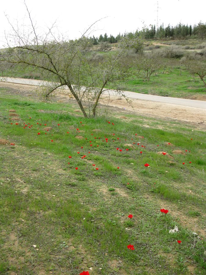 Лес Лаав, image of landscape/habitat.