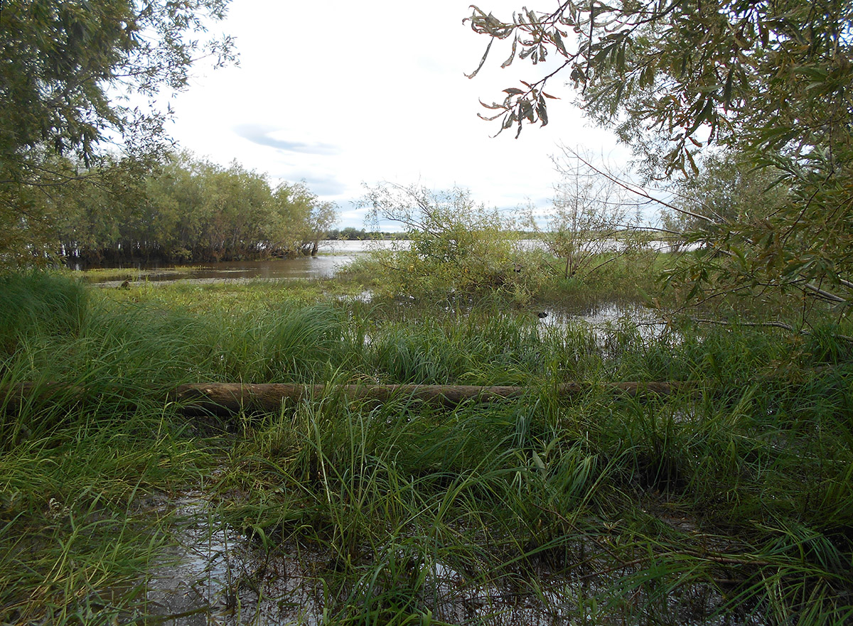 Лабытнанги, image of landscape/habitat.