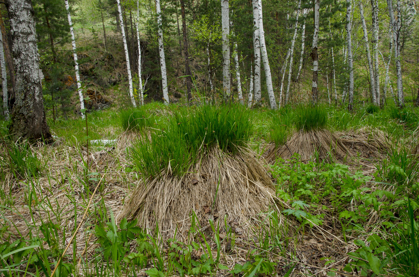 Яльчигулово и окрестности, image of landscape/habitat.