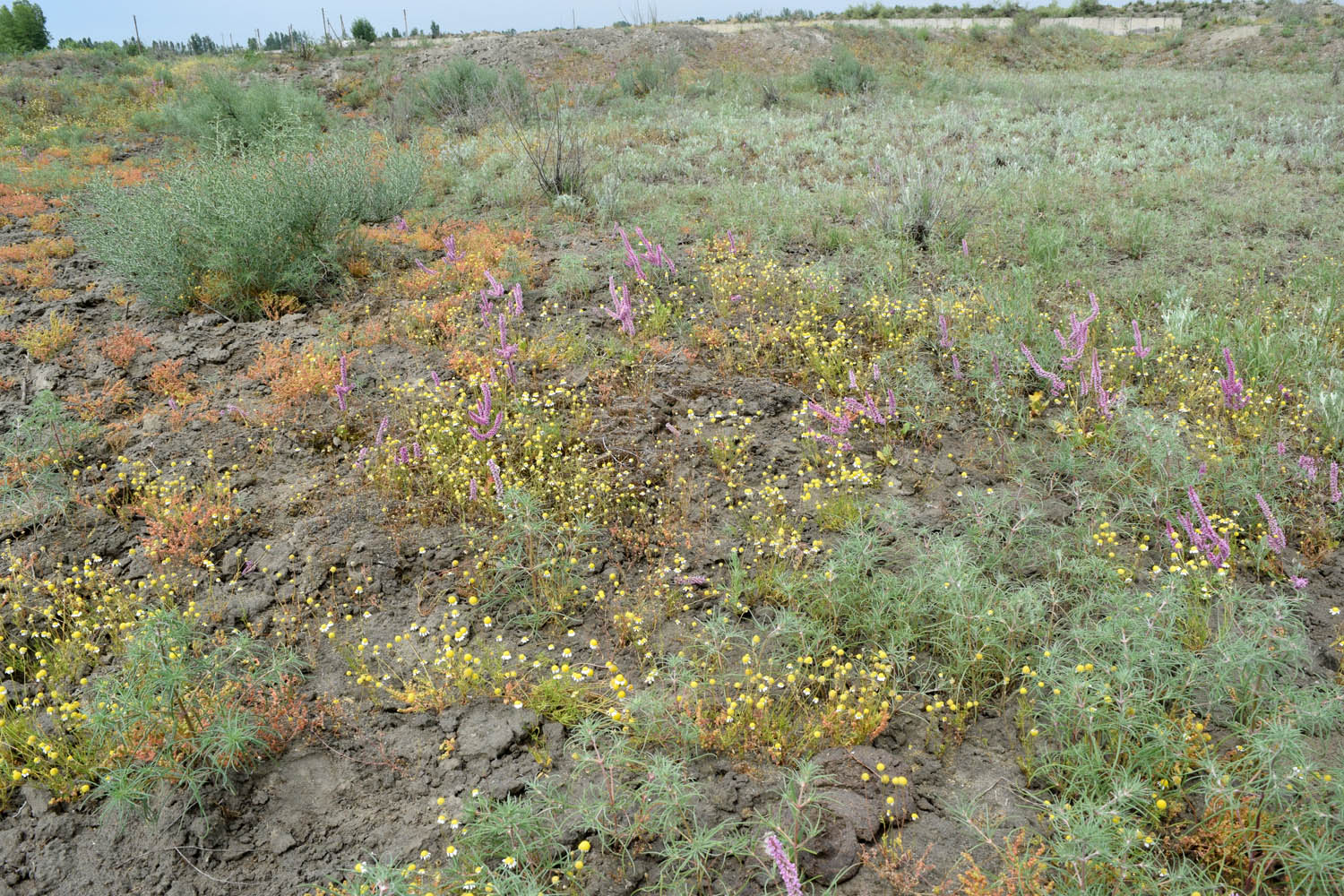 Пески Язъяван, Улугнарский район, image of landscape/habitat.