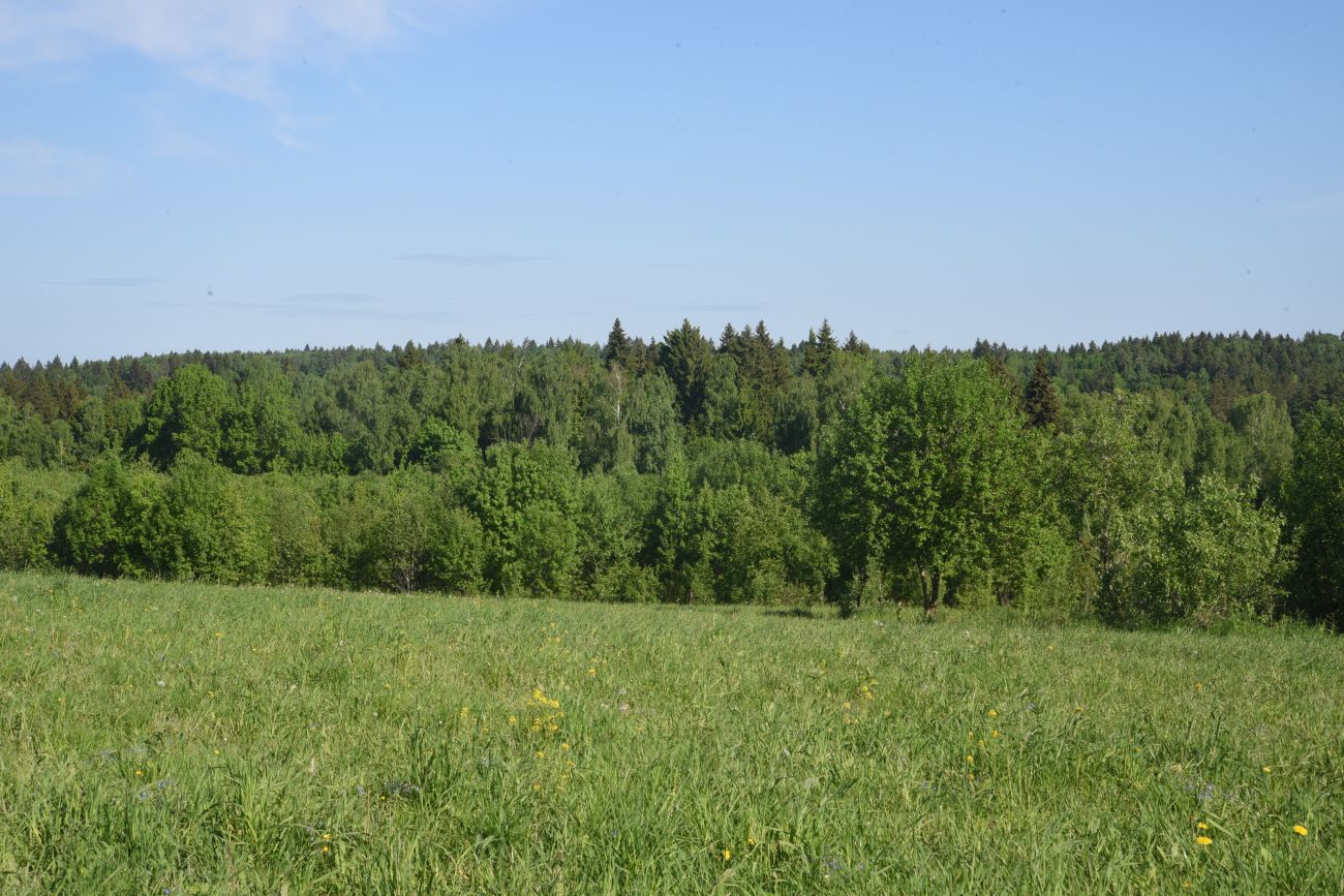 Окрестности деревни Семичёво, image of landscape/habitat.