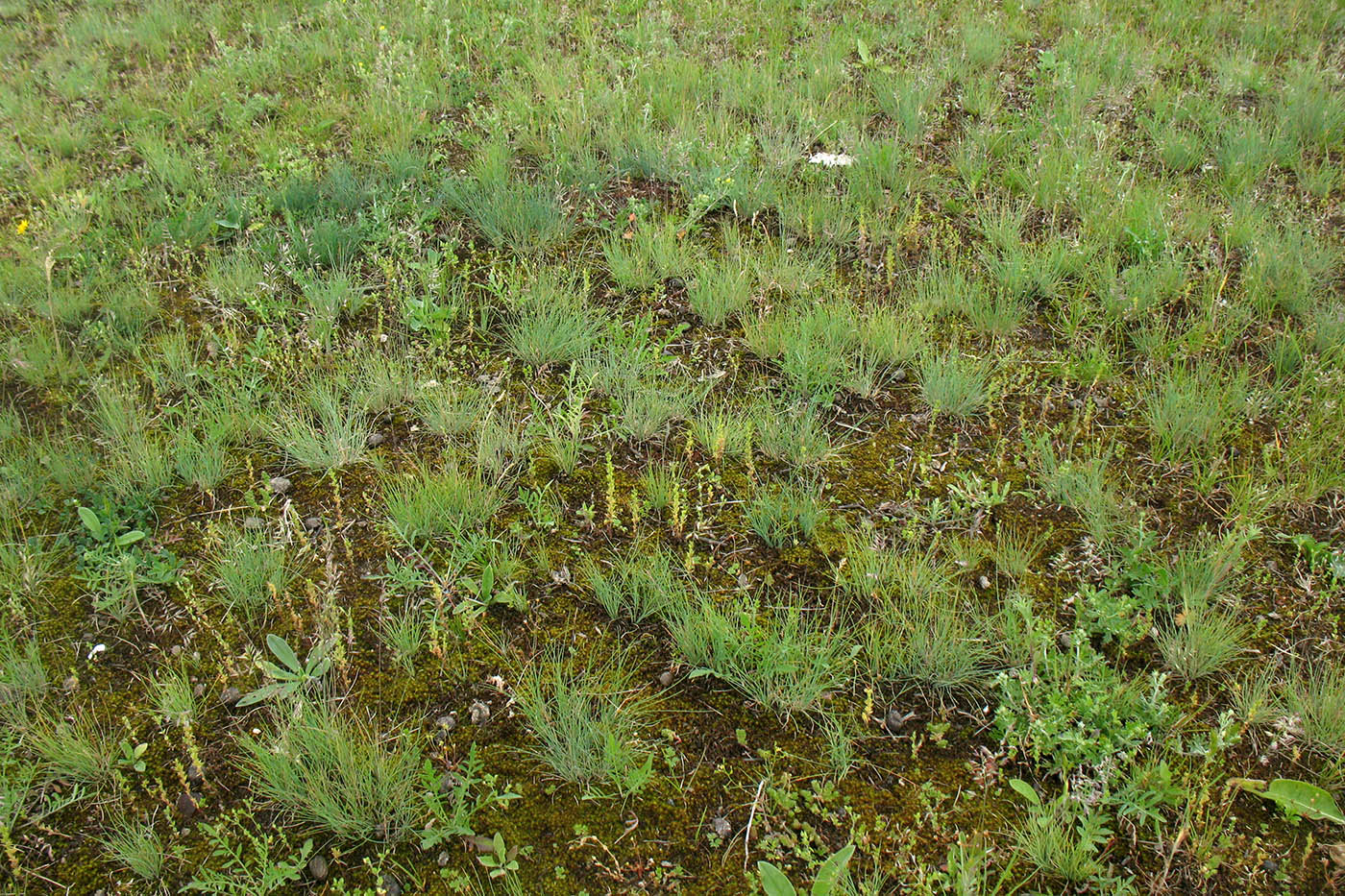 Окрестности д. Лужки, image of landscape/habitat.