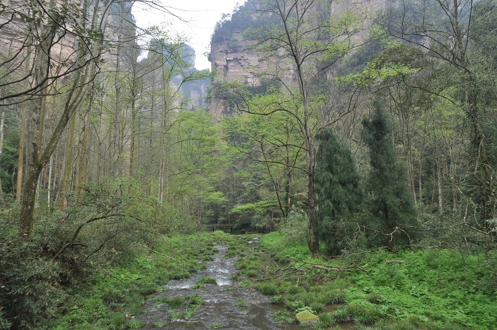 Долина ручья Золотой Кнут, image of landscape/habitat.