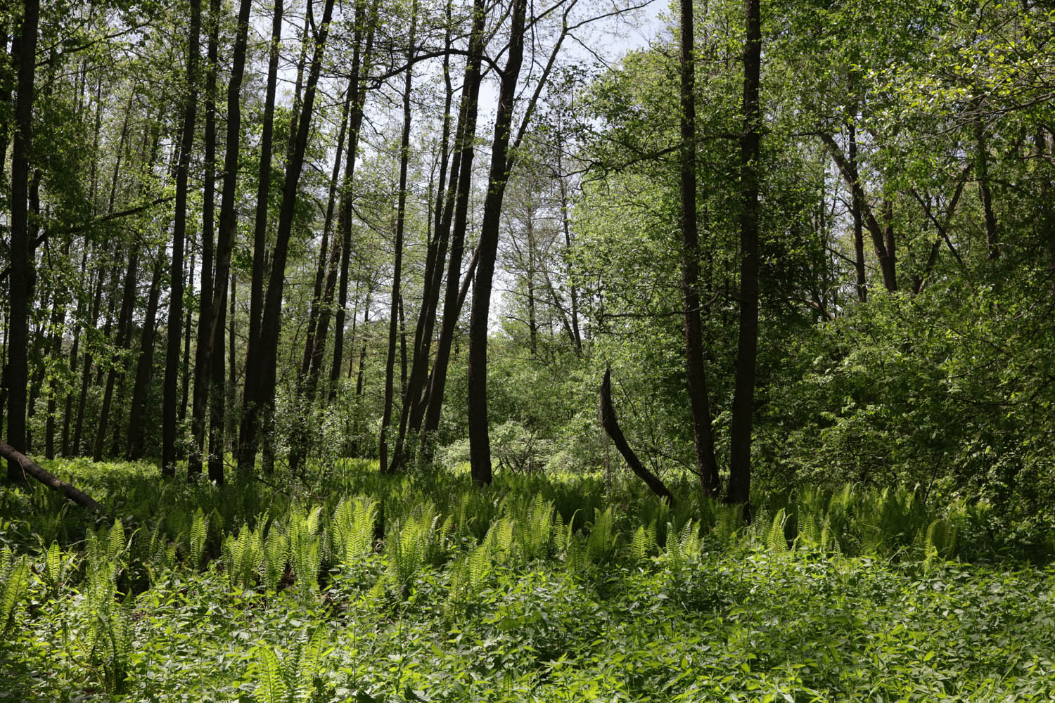 Пустынь, image of landscape/habitat.