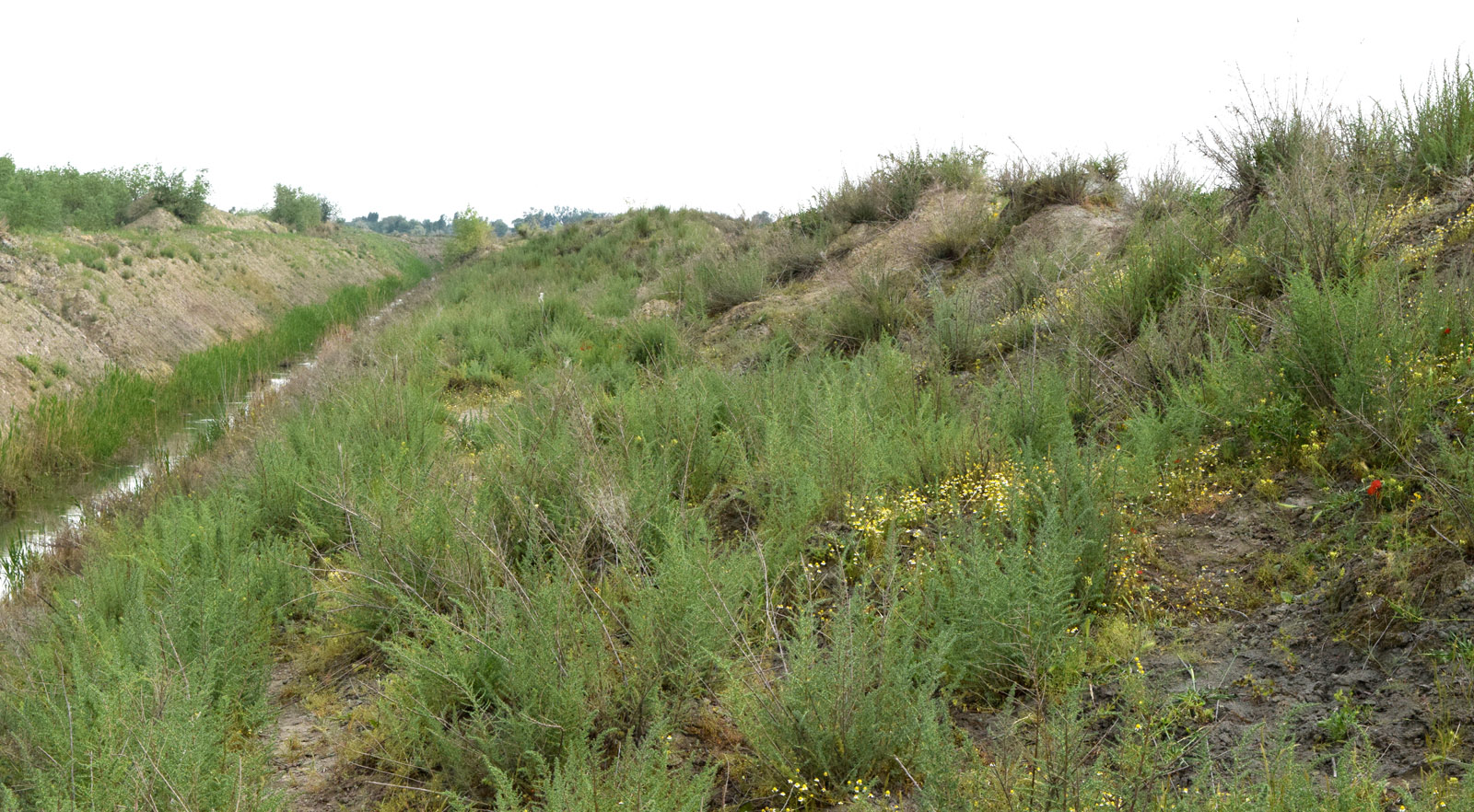 Пески Язъяван, Улугнарский район, image of landscape/habitat.