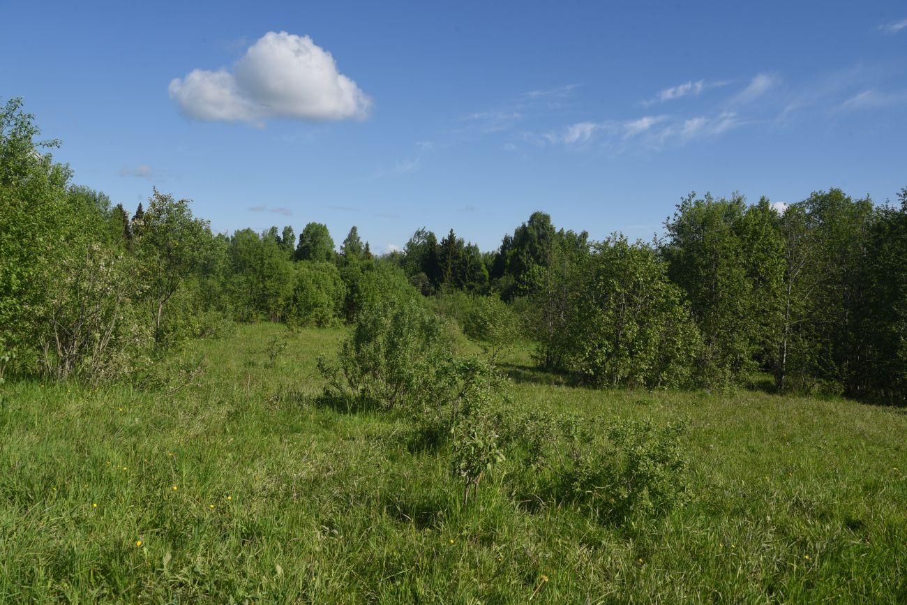 Окрестности деревни Семичёво, image of landscape/habitat.