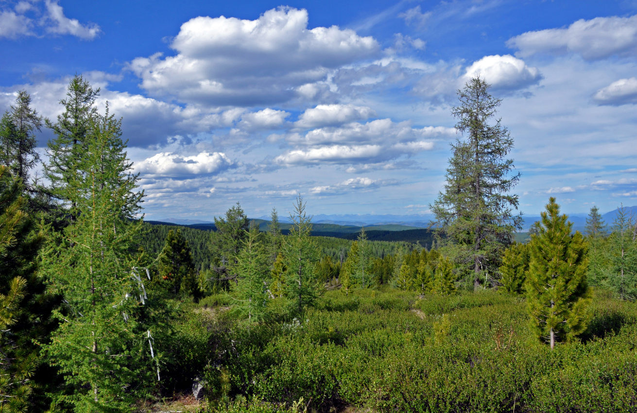 Улаганский перевал, image of landscape/habitat.