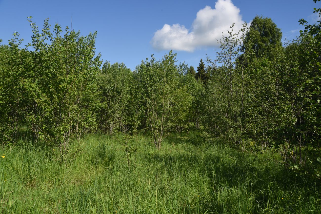 Окрестности деревни Семичёво, image of landscape/habitat.