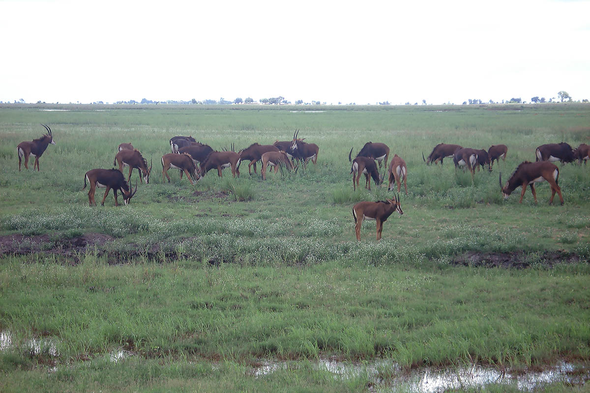 Дельта Окаванго, image of landscape/habitat.