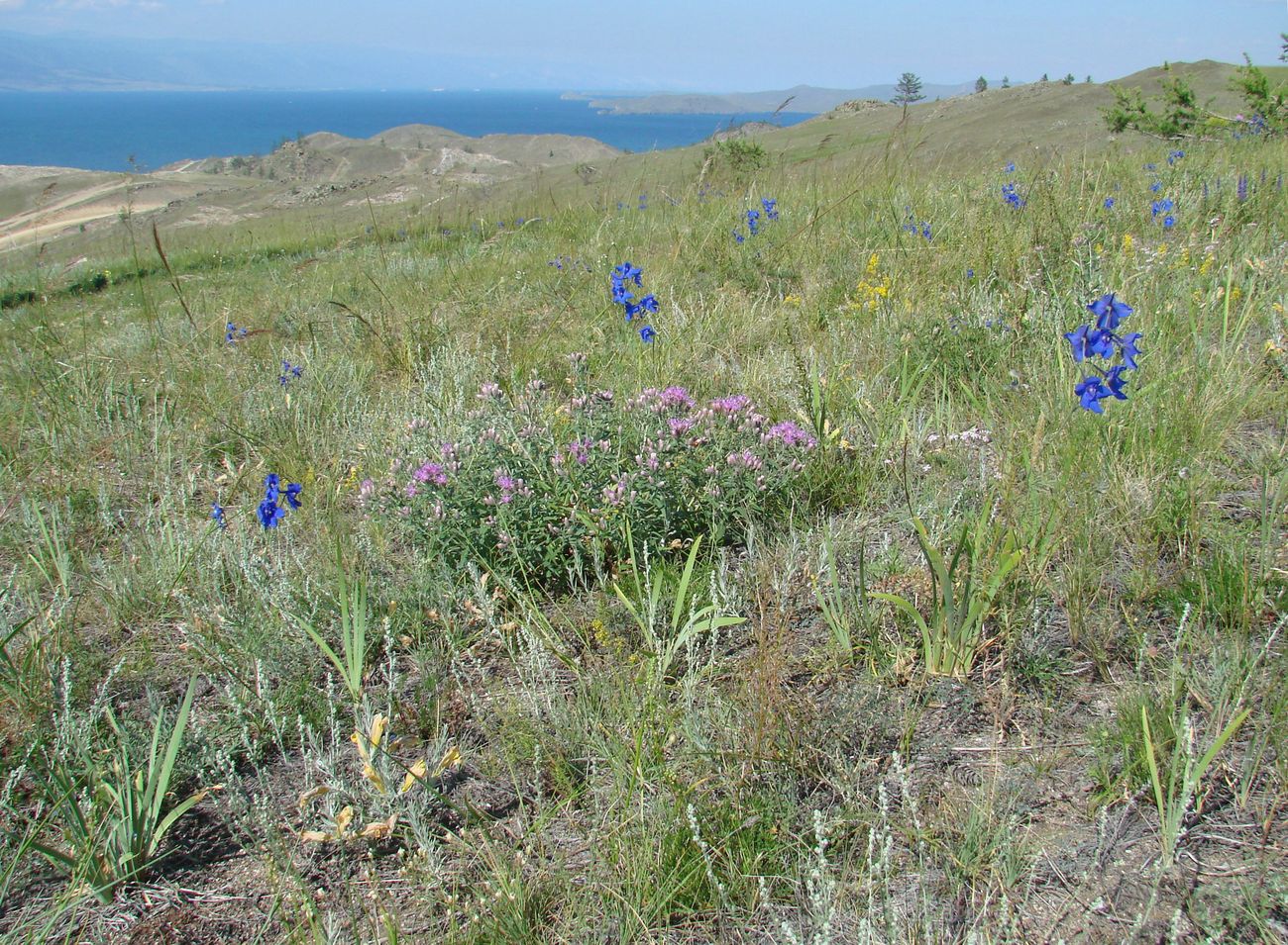 Тажеранская степь, image of landscape/habitat.