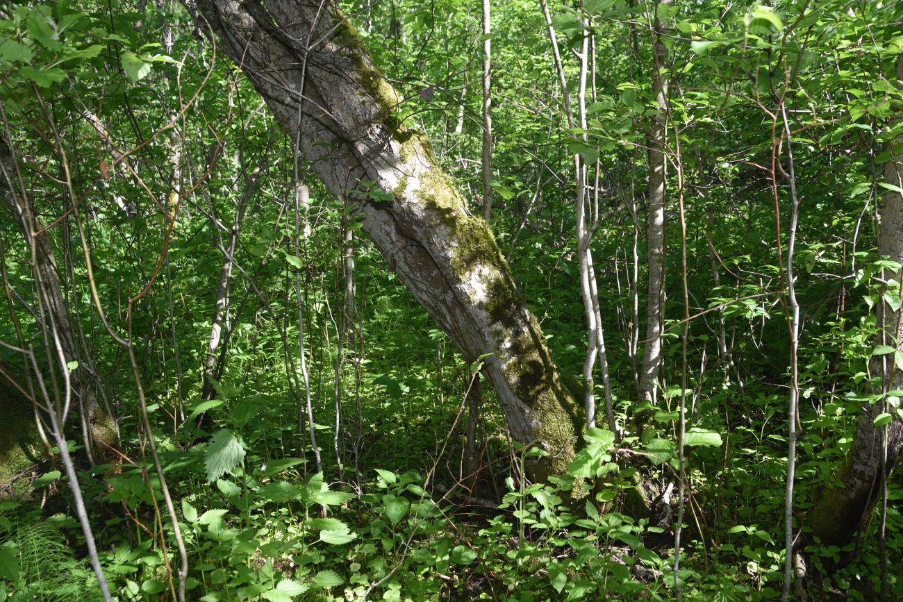 Окрестности деревни Семичёво, image of landscape/habitat.