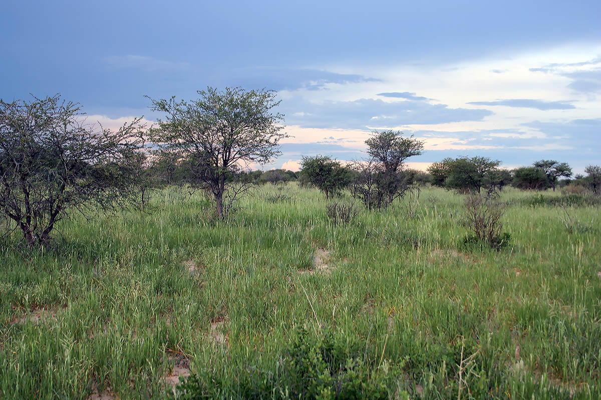 Калахари, image of landscape/habitat.