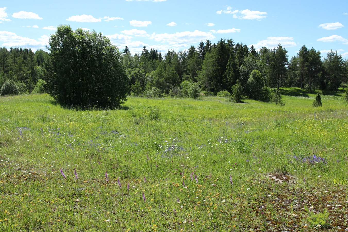 Кюрлевский карьер, image of landscape/habitat.