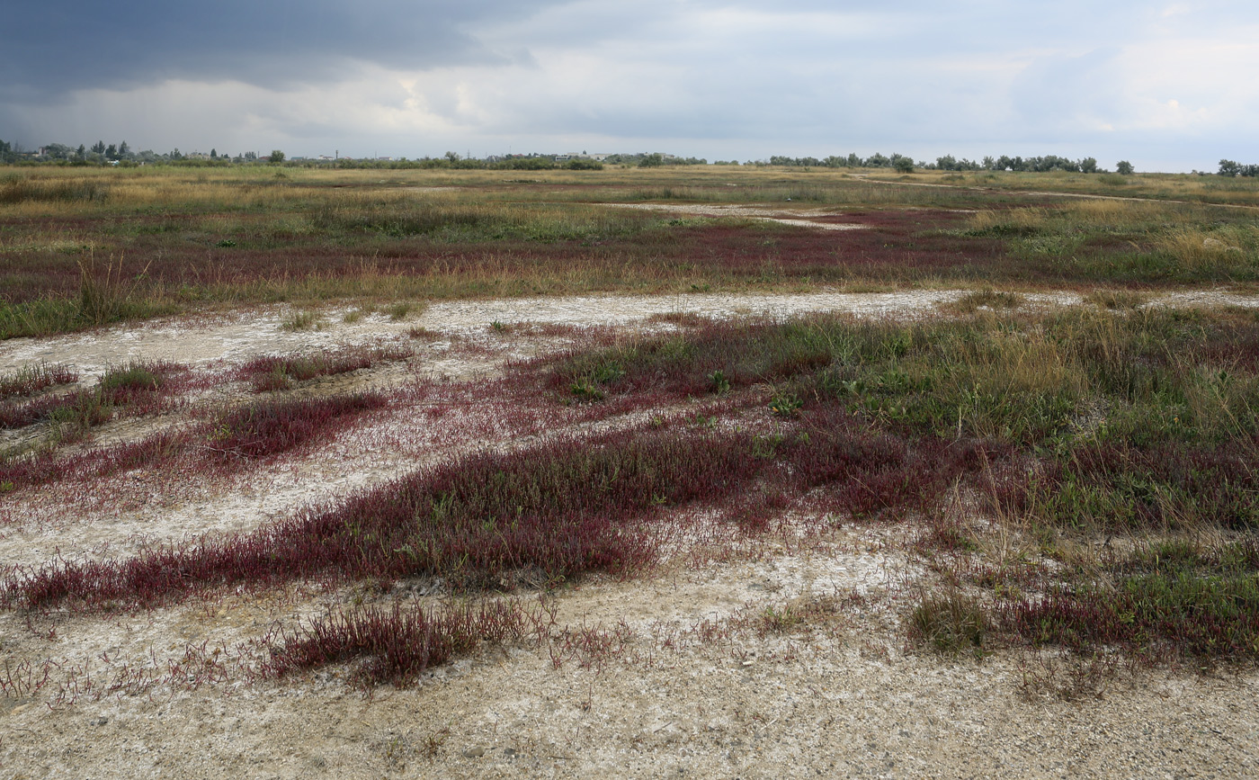 Между Саки и Евпаторией, image of landscape/habitat.