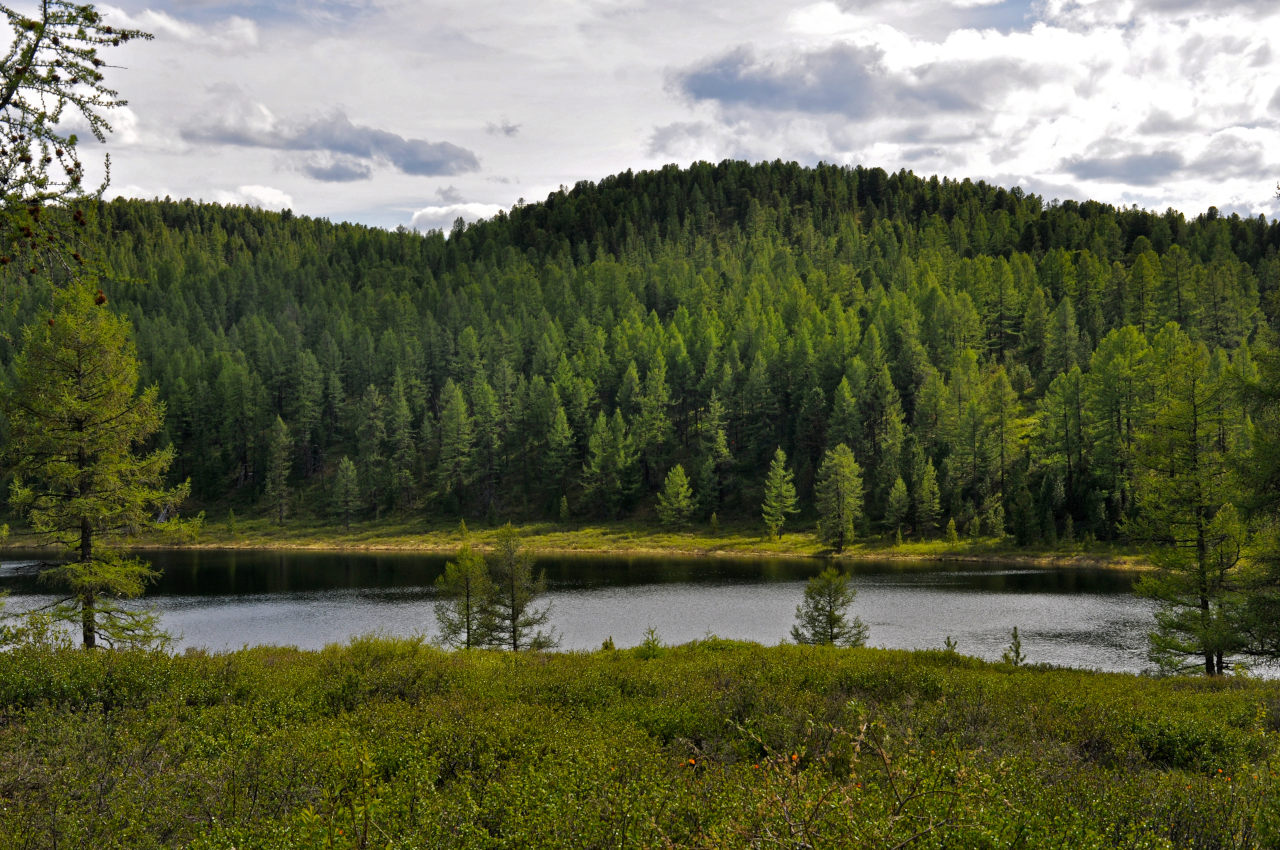 Улаганский перевал, image of landscape/habitat.