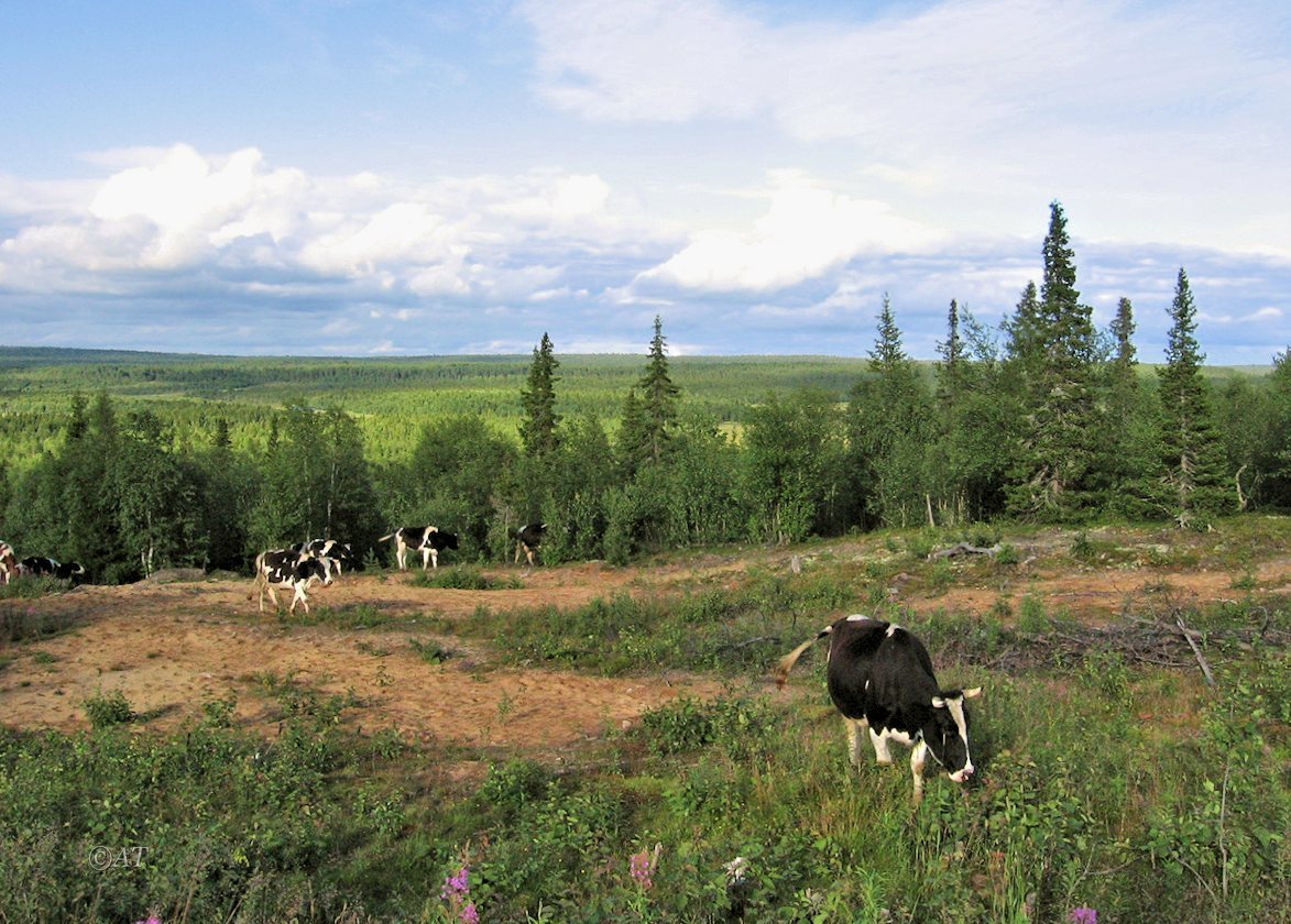 Варзуга, image of landscape/habitat.