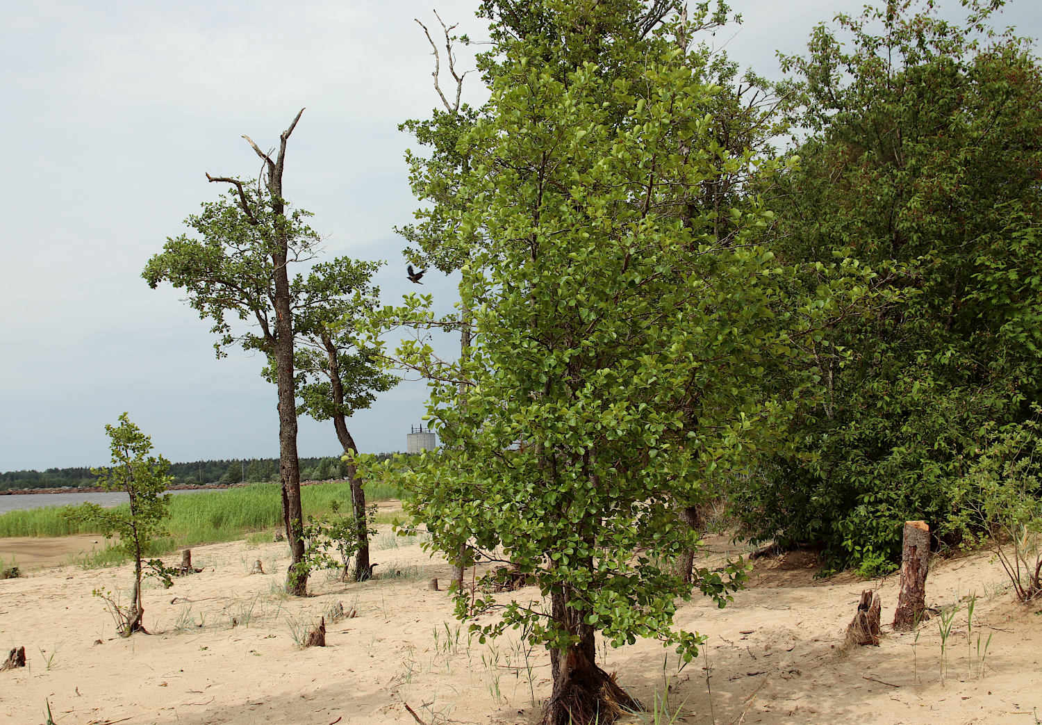 Сосновый Бор, image of landscape/habitat.