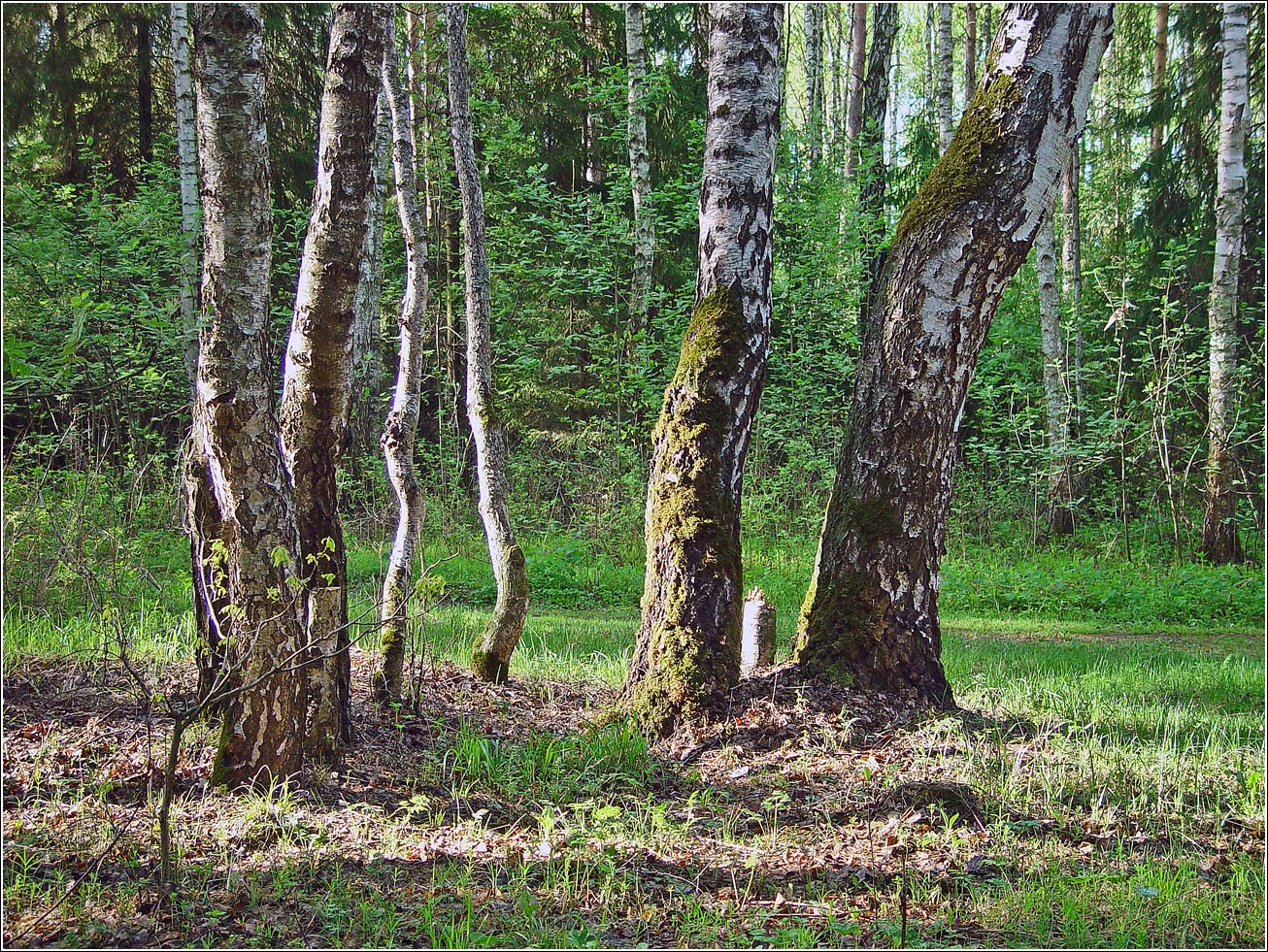 Окрестности Хрипани, image of landscape/habitat.