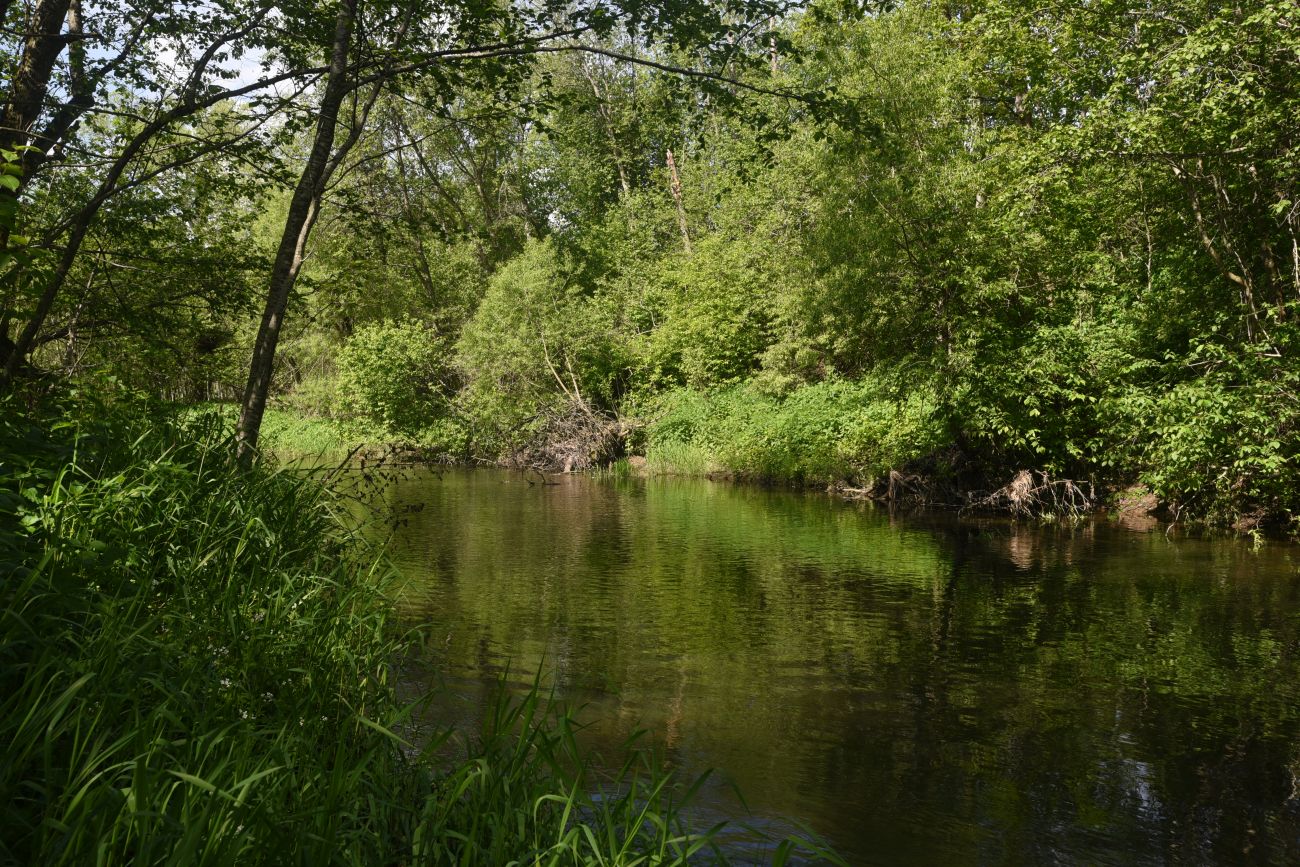 Окрестности деревни Семичёво, image of landscape/habitat.