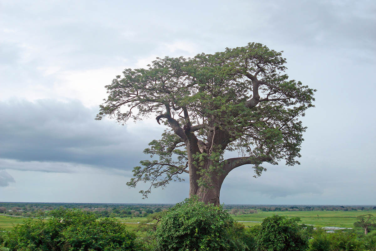 Чобо, image of landscape/habitat.