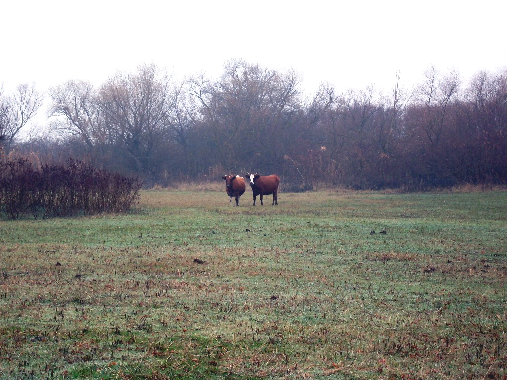 Дельта Дона, image of landscape/habitat.