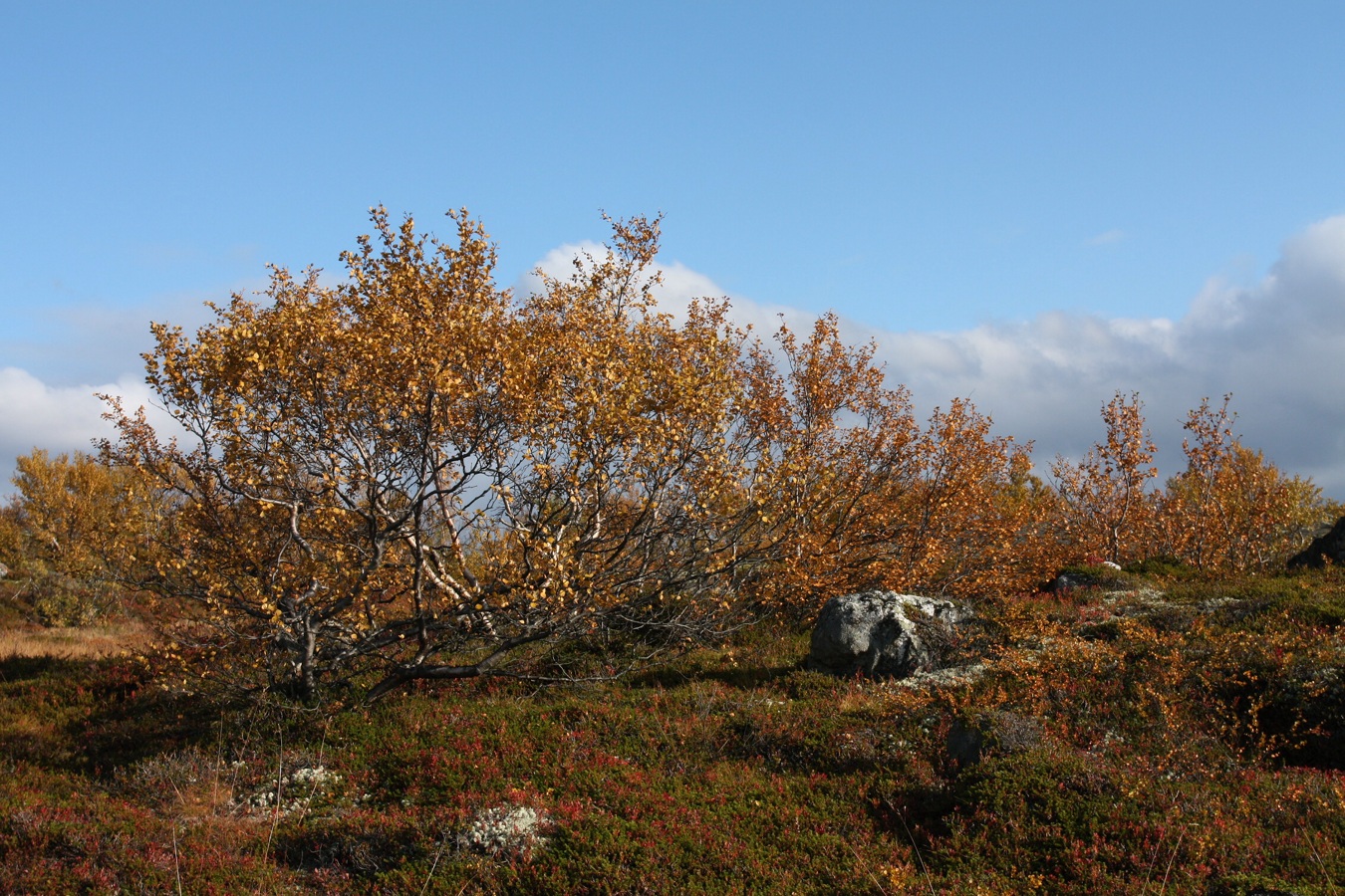 Горелая сопка, image of landscape/habitat.