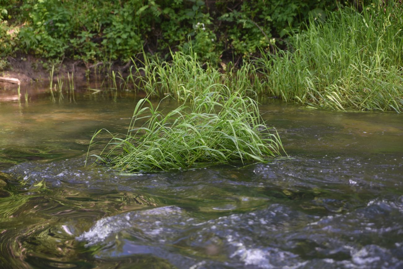 Окрестности деревни Семичёво, image of landscape/habitat.