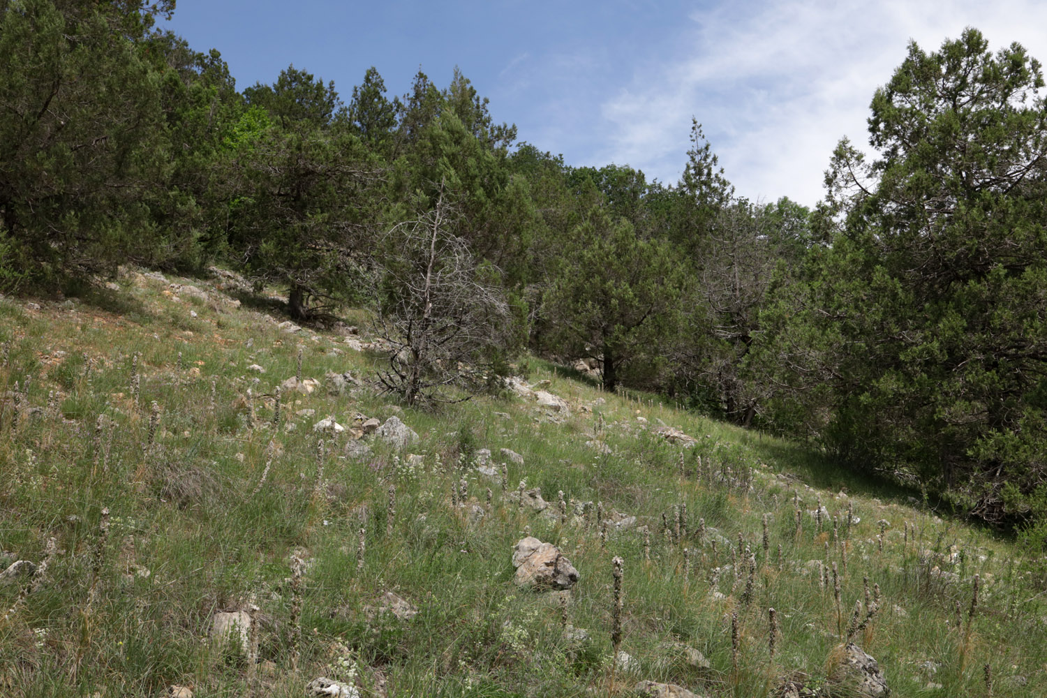 Байдарская долина, image of landscape/habitat.