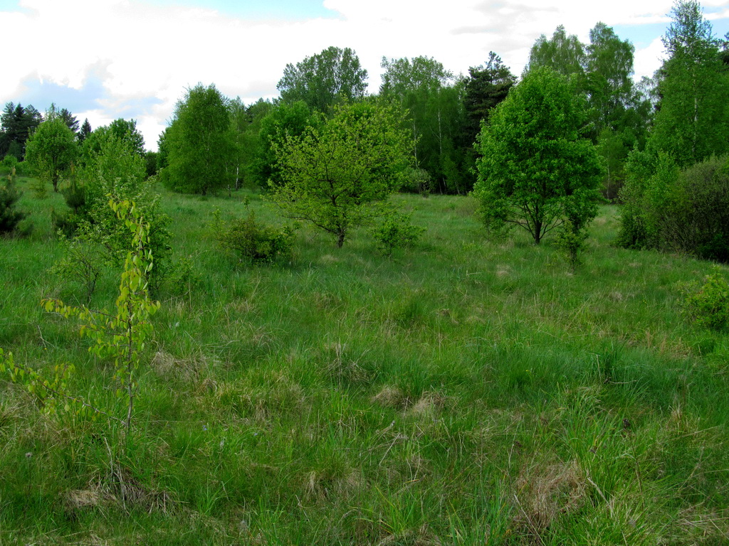 Сетевино, image of landscape/habitat.