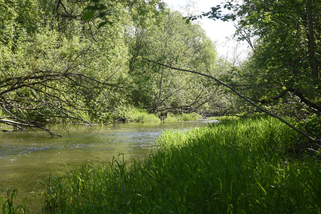 Окрестности деревни Семичёво, image of landscape/habitat.