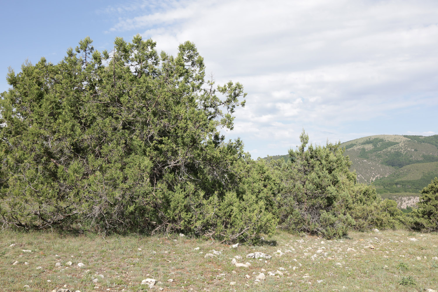 Байдарская долина, image of landscape/habitat.