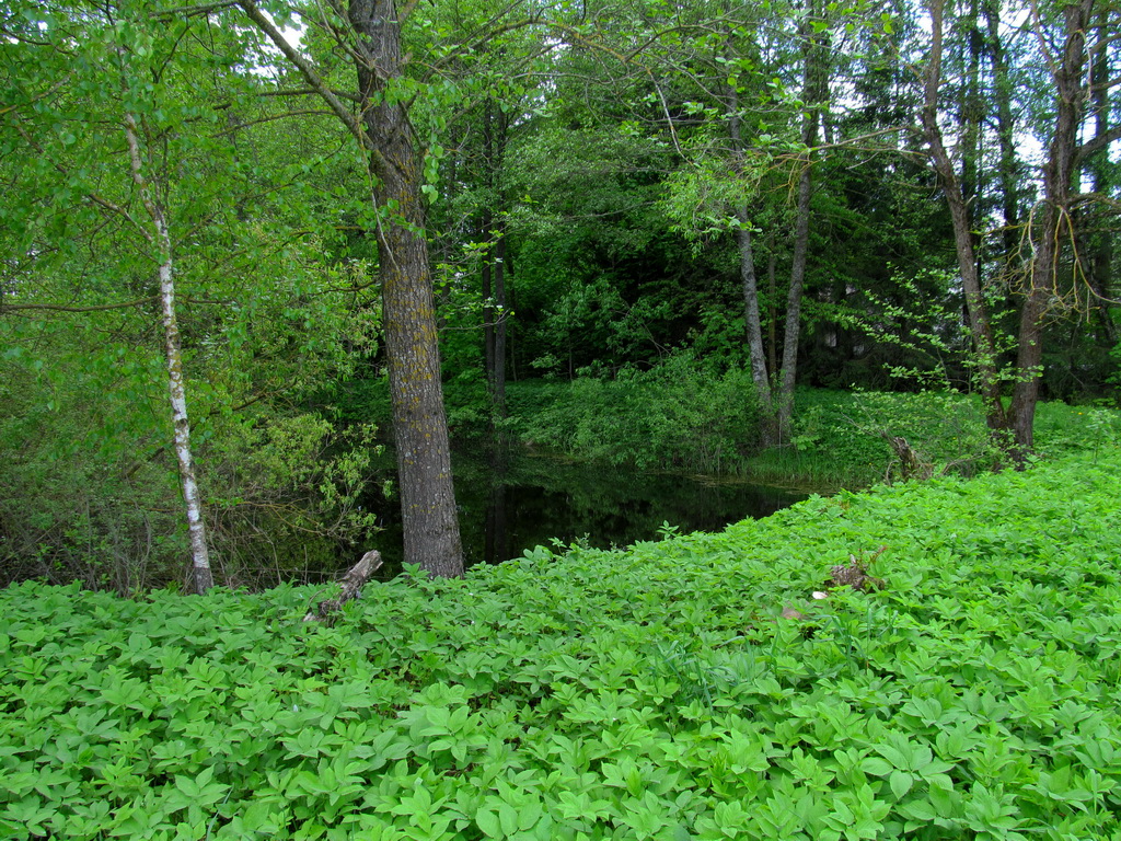 Сетевино, image of landscape/habitat.