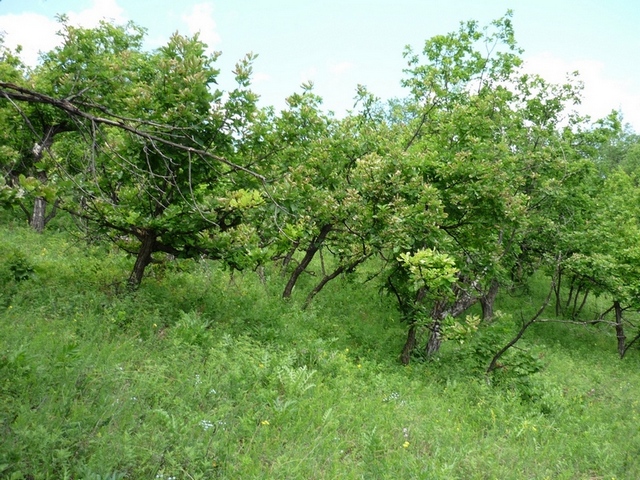 Бассейн р. Будюмкан, image of landscape/habitat.