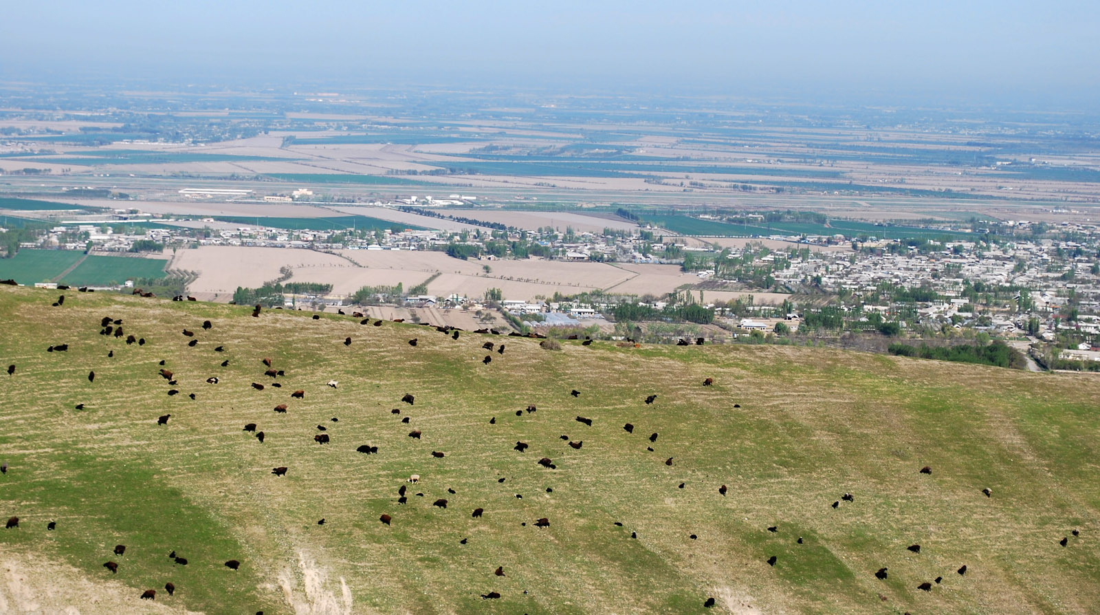 Адыры в окрестностях Андижана, image of landscape/habitat.