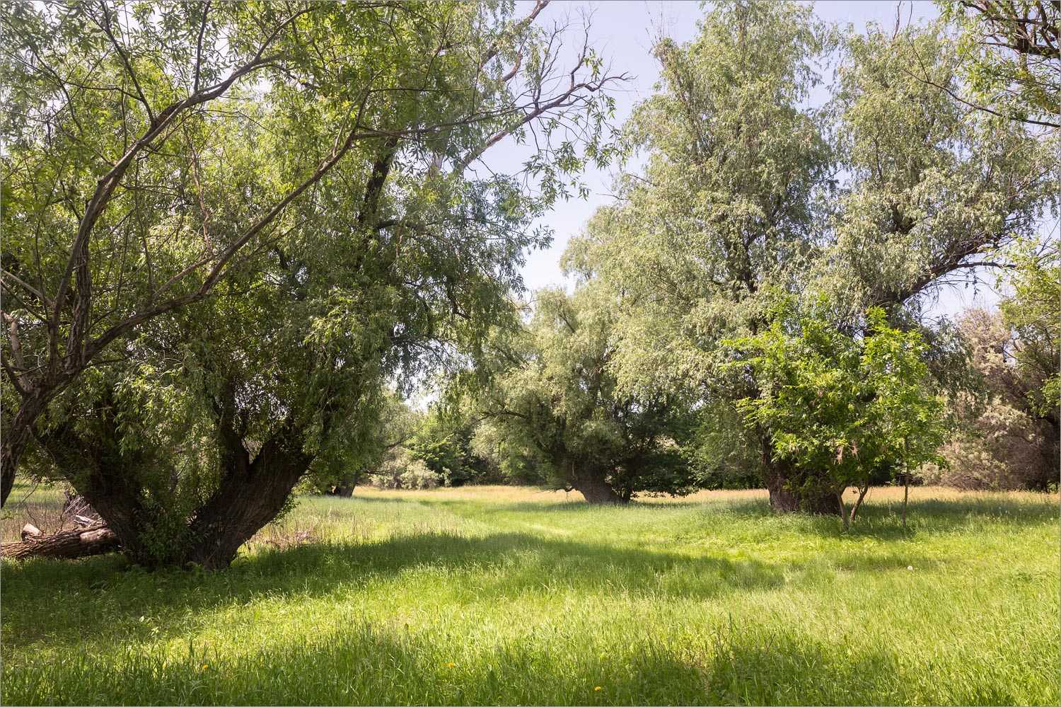 Солёное Займище, image of landscape/habitat.