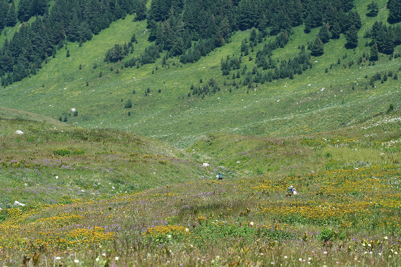 Верхняя Цица, image of landscape/habitat.