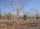 Kakadu, image of landscape/habitat.