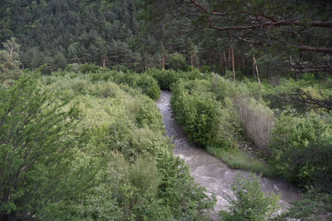 Нижнее течение реки Гулойхи, image of landscape/habitat.