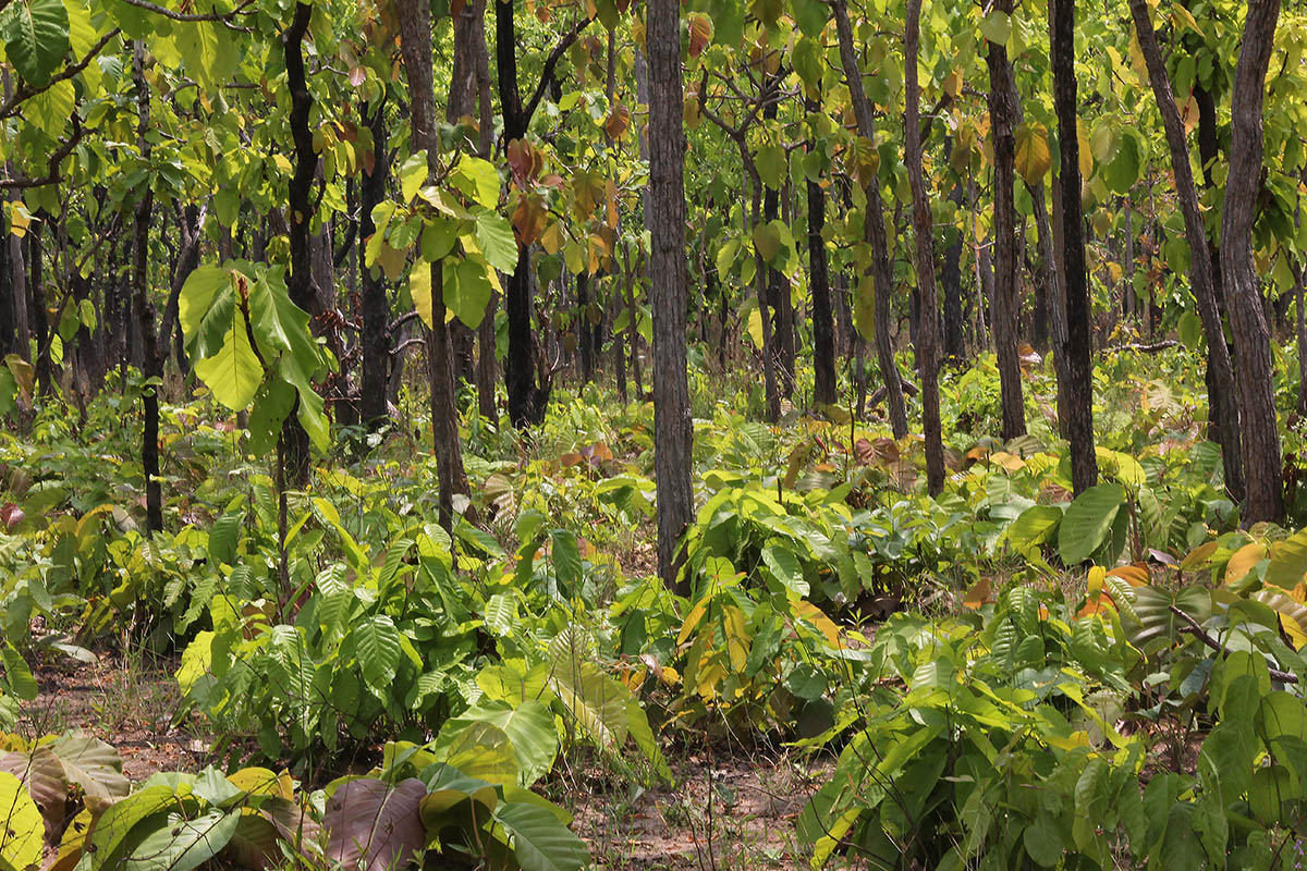 Йокдон, image of landscape/habitat.