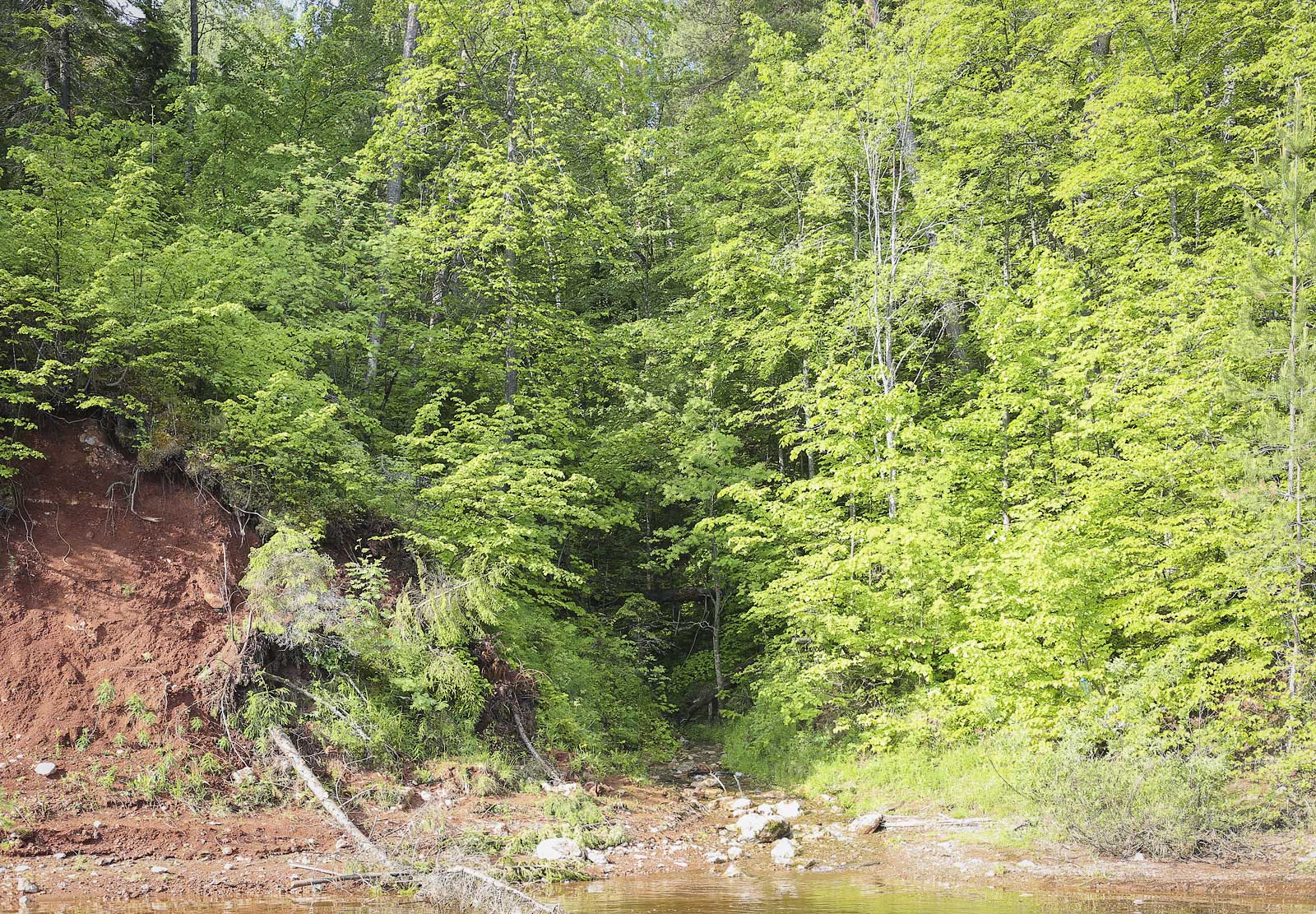 Кунчурихинский бор, image of landscape/habitat.