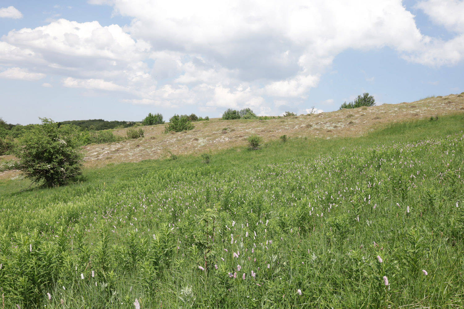 Долгоруковская яйла, image of landscape/habitat.