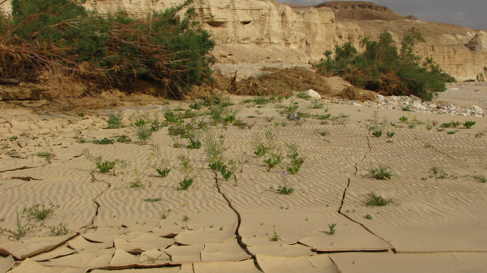 Нахаль Цын, image of landscape/habitat.