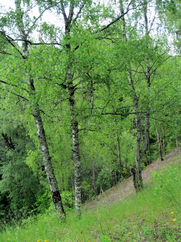 Каньон реки Лавы, image of landscape/habitat.